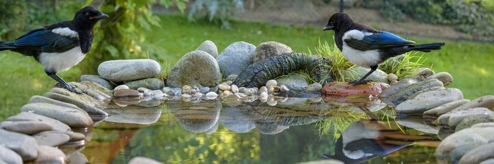 Two young magpies at a bird watering hole. Reflection on the water. Czechia._