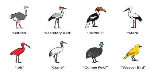 African Savannah Bird Vector Set Minimalist Icons of Ostrich, Hornbill, and Stork © Faizan Ansari