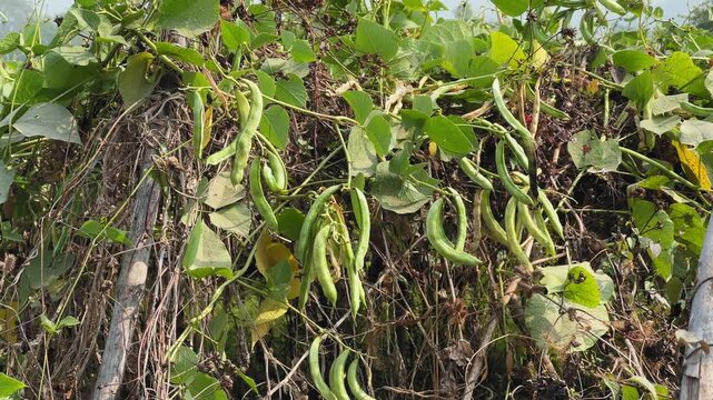 Slow tracking shot through sem bean vines, tender green pods swaying gently, capturing rural Indian farming, seasonal vegetables, texture, abundance, and natural growth.!