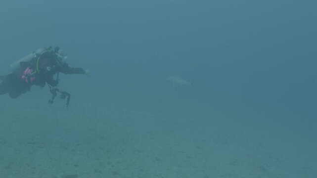 log footage of jackfish underwater