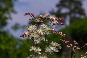 Filipendula vulgaris blooms vibrantly in a sunny meadow showcasing intricate white blossoms and budding pink flowers during late spring