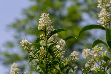 Obraz premium Wild privet blooms in spring with vibrant white flowers against a backdrop of lush green foliage