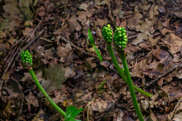 Cuckoo pint plant Arum maculatum emerging among fallen leaves in spring season showcasing its distinctive green berries