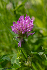 Fototapeta premium Vibrant red clover flower blooming in a lush green field under sunlight during a warm spring day