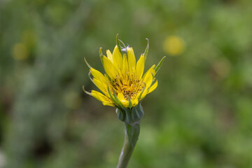 Bright yellow wildflower blooming amidst lush greenery on a sunny day in a natural setting