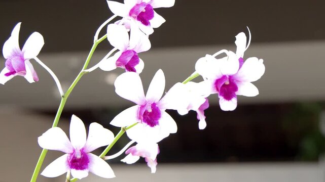 Close Up of White Orchid Flowers with Pink Centers in Ambient Light