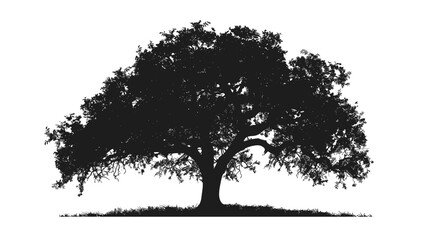 Fototapeta premium Silhouette of a large oak tree against a white background for design