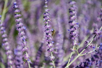 Naklejka premium Composition of nature. Summer blooming flower. Blooming flower field. Field of lavender. Lavender flower in summer. France Provence field. Purple lavender bloom in nature. Aromatherapy concept