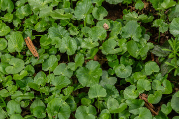Lesser celandine thriving in a lush green environment during spring
