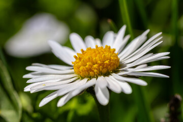 Common Daisy blooms in a lush green lawn on a bright sunny day showcasing vibrant white petals and a striking yellow center © Oleh Marchak