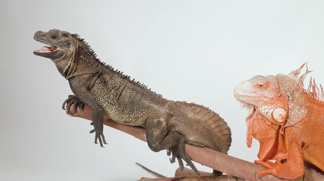 Brown Sailfin Lizard and Red Iguana Resting on a Wooden Branch