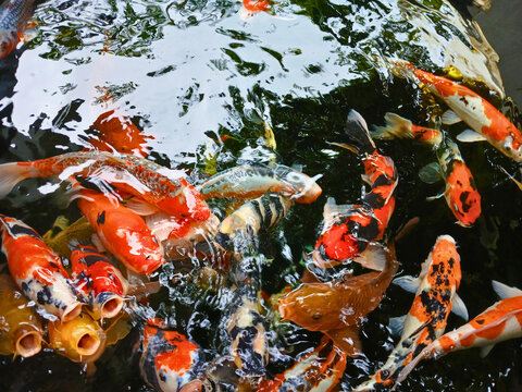koi fishpond