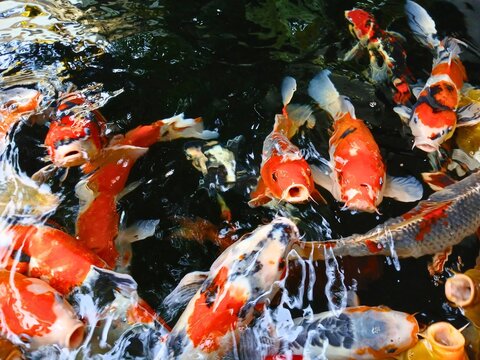 koi fishpond