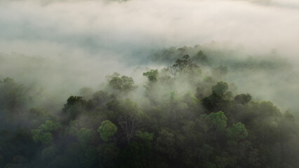 Aerial top down view of green forest canopy texture with thin mist. © artrachen
