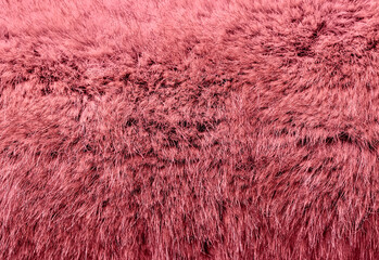 close-up of pink fur
