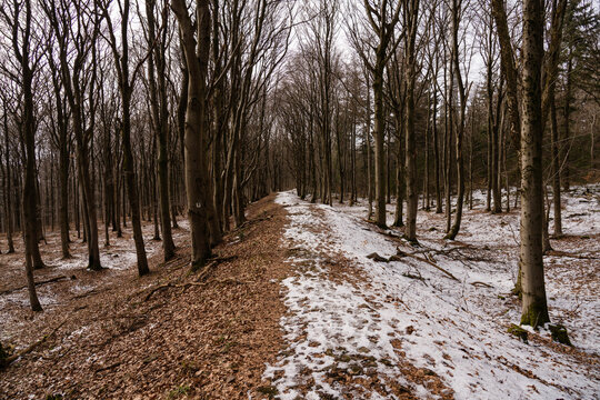 Ringwall am Donnersberg, Februar 2026