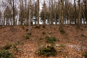 Ringwall am Donnersberg, Februar 2026