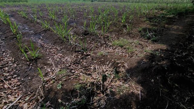 A harvested sugarcane field shows young green sprouts re-emerging from charred soil. Scattered ashes & residues remain after traditional burning to clear waste & promote second-cycle ratoon growth.