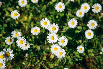 Fototapeta premium Common daisies blooming in green grass on a sunny day in the garden