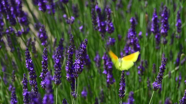Cleopatra butterfly (Gonepteryx cleopatra) sitting on blossoming lavender in the Provence in France during a sunny summer day. Slow motion clip.