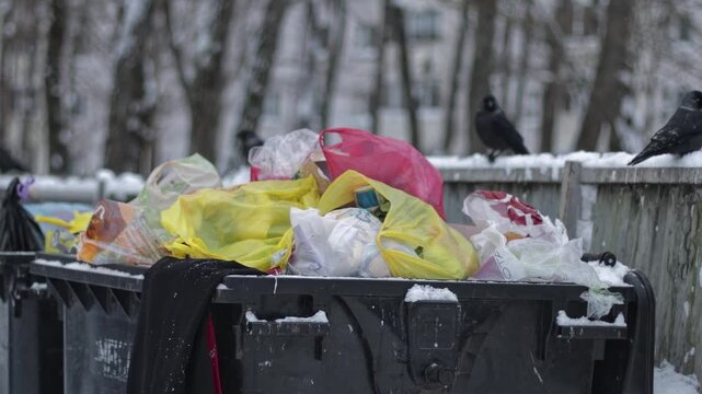 Row of black plastic garbage containers filled beyond capacity with colorful bags of household trash, covered with layer of winter snow, crows searching for food, scene of cold season