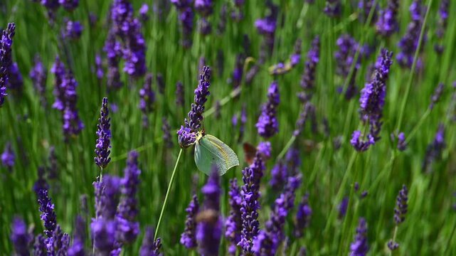 Cleopatra butterfly (Gonepteryx cleopatra) sitting on blossoming lavender in the Provence in France during a sunny summer day. Slow motion clip.