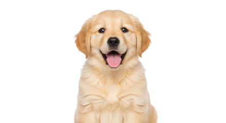 Obraz premium Golden Retriever puppy portrait, happy smiling cream dog with open mouth, adorable young pedigree retriever pet, friendly domestic animal face isolated PNG with Transparent Background