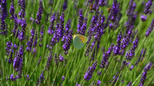 Cleopatra butterfly (Gonepteryx cleopatra) sitting on blossoming lavender in the Provence in France during a sunny summer day. Slow motion clip.