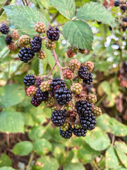 Blackberries on the Vine