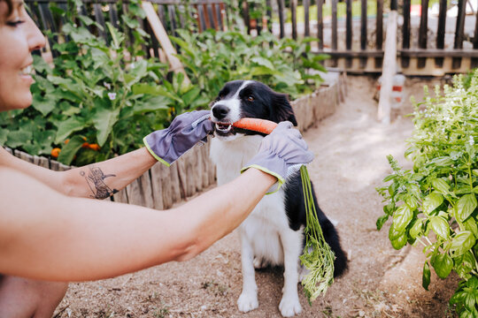 Mid adult woman feeding carrot to border collie in vegetable garden
