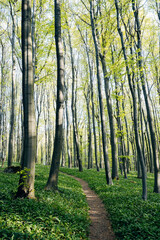 Fototapeta premium Lush green forest with sunbeams shining through trees in bright backlit setting
