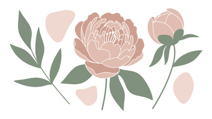 Elegant botanical illustration featuring delicate pink peonies in full bloom and bud, accompanied by graceful green leaves and abstract shapes, perfect for sophisticated design projects.