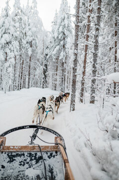 Husky dogsled in Lapland, Finland 4