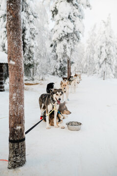 Husky dogsled in Lapland, Finland 8