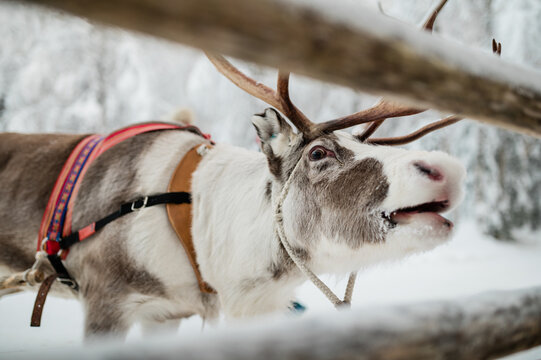 Portrait of reindeer in Lapland, Finland 1