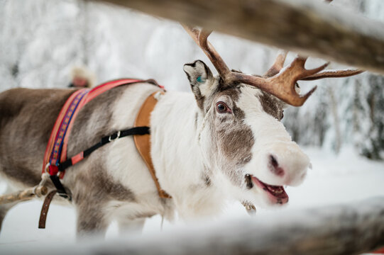 Portrait of reindeer in Lapland, Finland 2