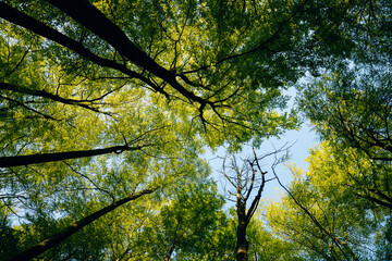 Obraz premium Lush green forest