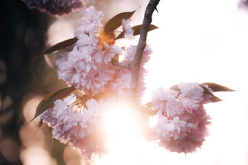 Cherry blossoms in spring bloom on a sunny day with blue sky and bright sunlight