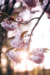 Cherry blossoms in spring bloom on a sunny day with blue sky and bright sunlight