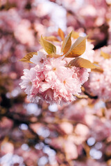 Cherry blossoms in spring bloom on a sunny day with blue sky and bright sunlight