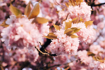 Cherry blossoms in spring bloom on a sunny day with blue sky and bright sunlight