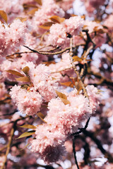Cherry blossoms in spring bloom on a sunny day with blue sky and bright sunlight