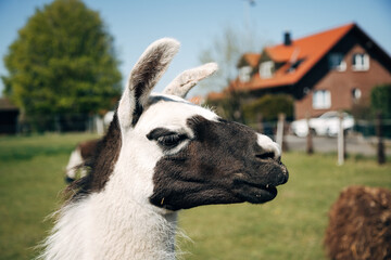Llama standing on green meadow looking at camera on a sunny day