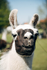 Llama standing on green meadow looking at camera on a sunny day