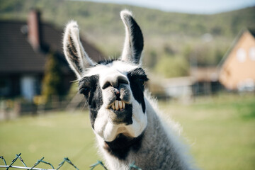 Llama standing on green meadow looking at camera on a sunny day