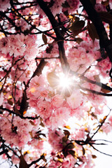 Cherry blossoms in spring bloom on a sunny day with blue sky and bright sunlight