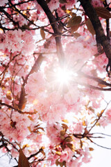 Cherry blossoms in spring bloom on a sunny day with blue sky and bright sunlight