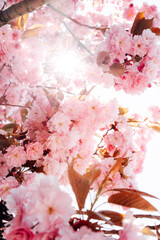 Cherry blossoms in spring bloom on a sunny day with blue sky and bright sunlight