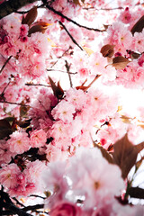 Cherry blossoms in spring bloom on a sunny day with blue sky and bright sunlight