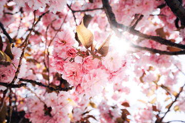 Cherry blossoms in spring bloom on a sunny day with blue sky and bright sunlight